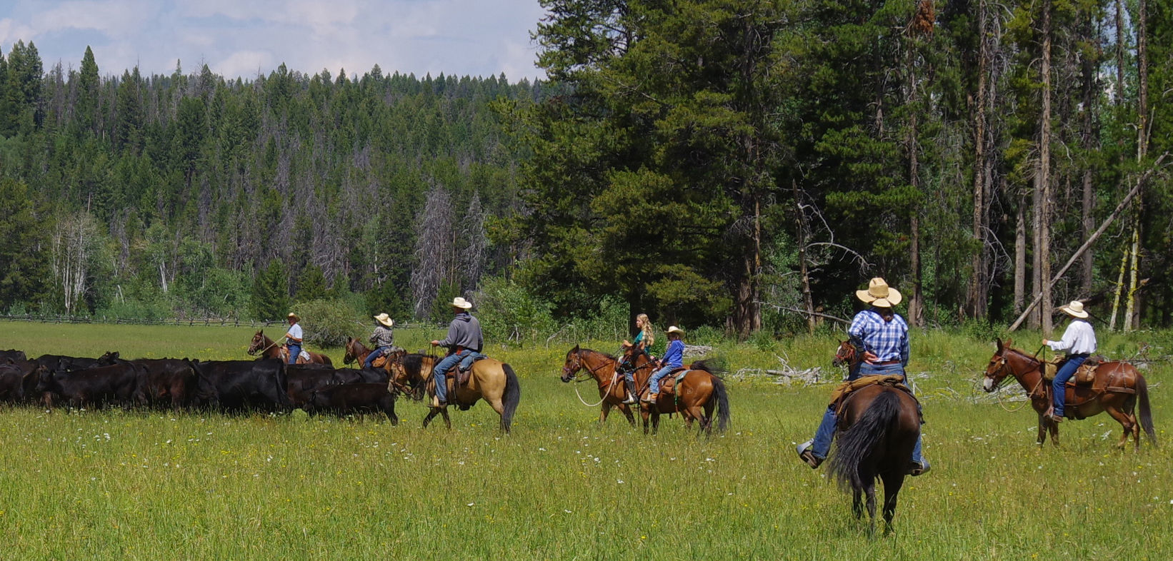 Riding cattle